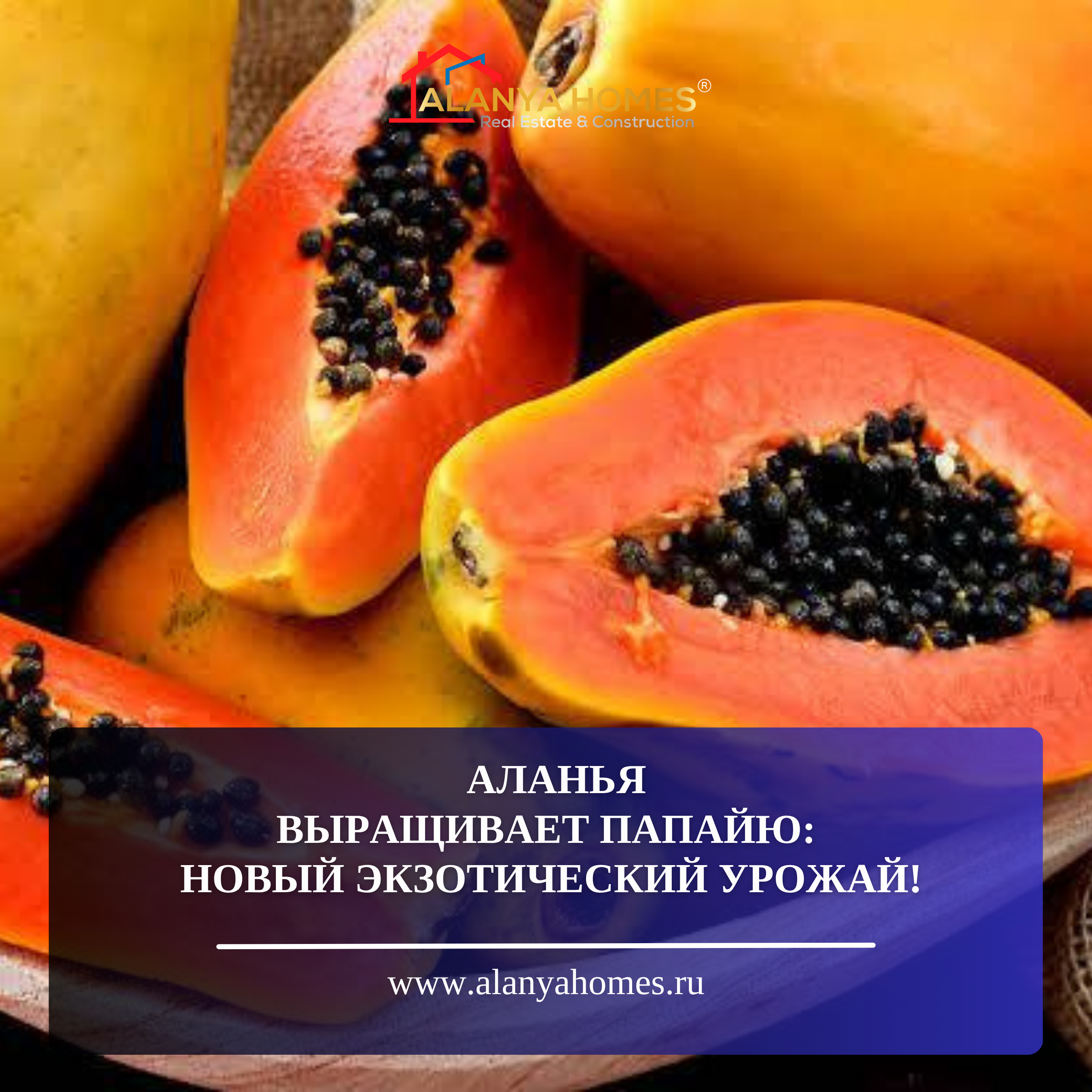 ALANYA PAPAYA YETİŞTİRİYOR: YENİ EGZOTİK MAHSUL!